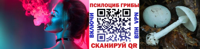 Купить где  Болотное  Псилоцибиновые грибы мицелий 